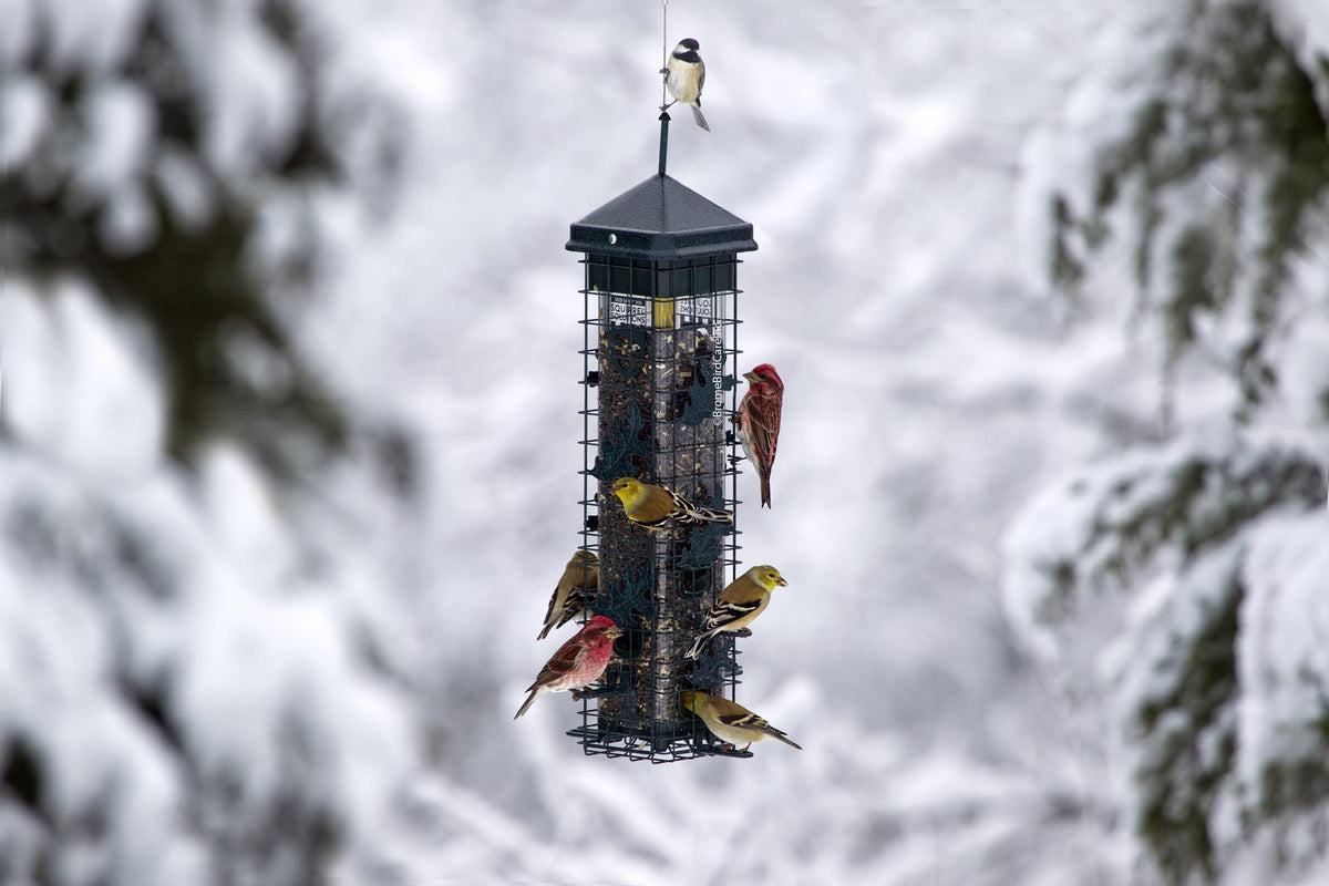 Squirrel-proof Bird Feeder with 6 Feeding Ports, 3.4-pound Seed Capacity M5771