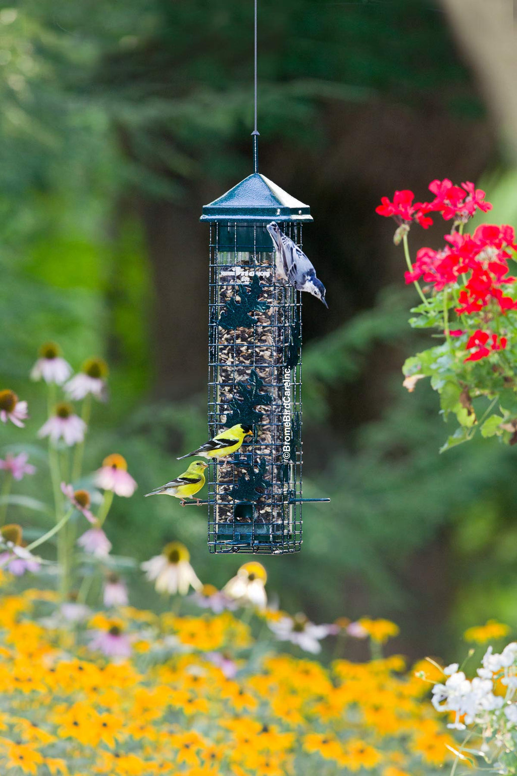 Squirrel-proof Bird Feeder with 6 Feeding Ports, 3.4-pound Seed Capacity M5771