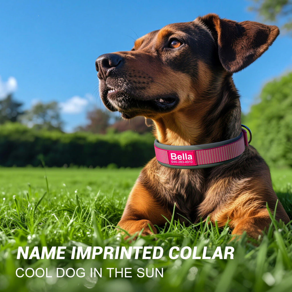 Personalized Reflective Dog Collar I3621